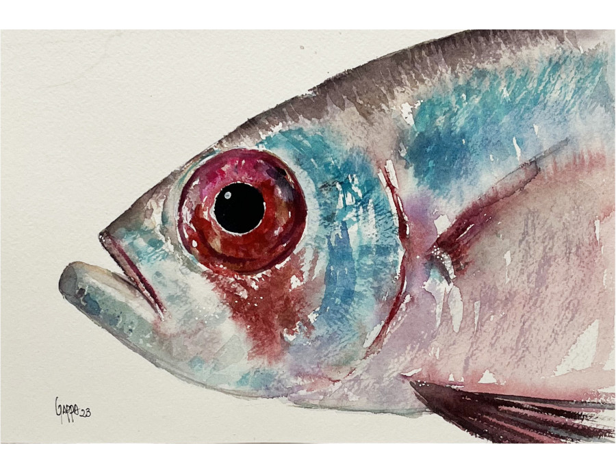 Acuarela "Palometa" De Gappa