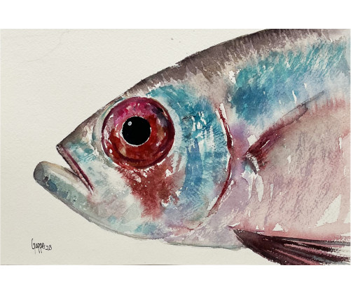 Acuarela "Palometa" De Gappa
