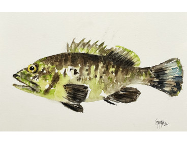 Acuarela "Groc" De Gappa