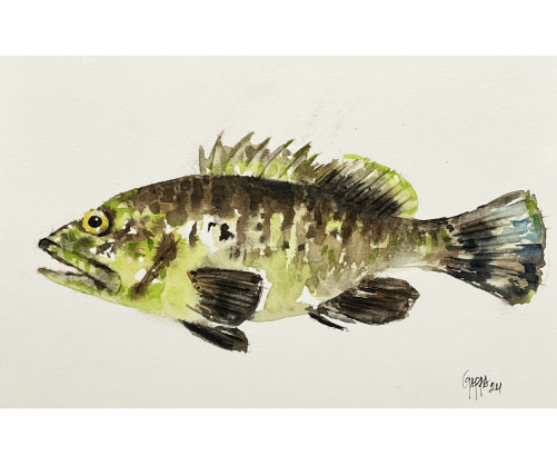 Acuarela "Groc" De Gappa